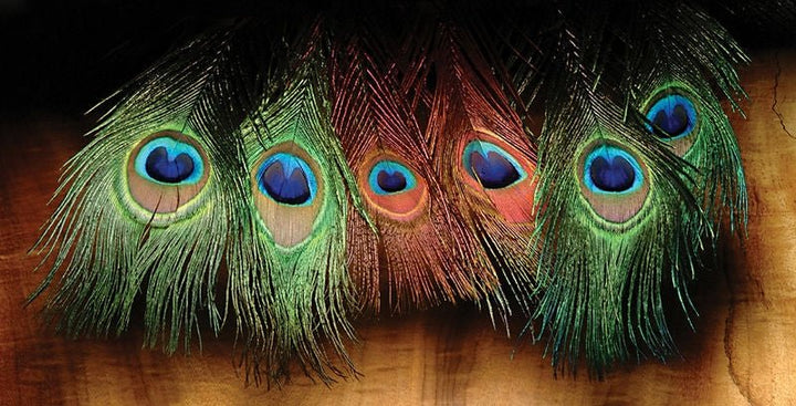 Hareline Dyed Peacock Eye Sticks - Feathers &amp; Marabou - Fly Fish Food