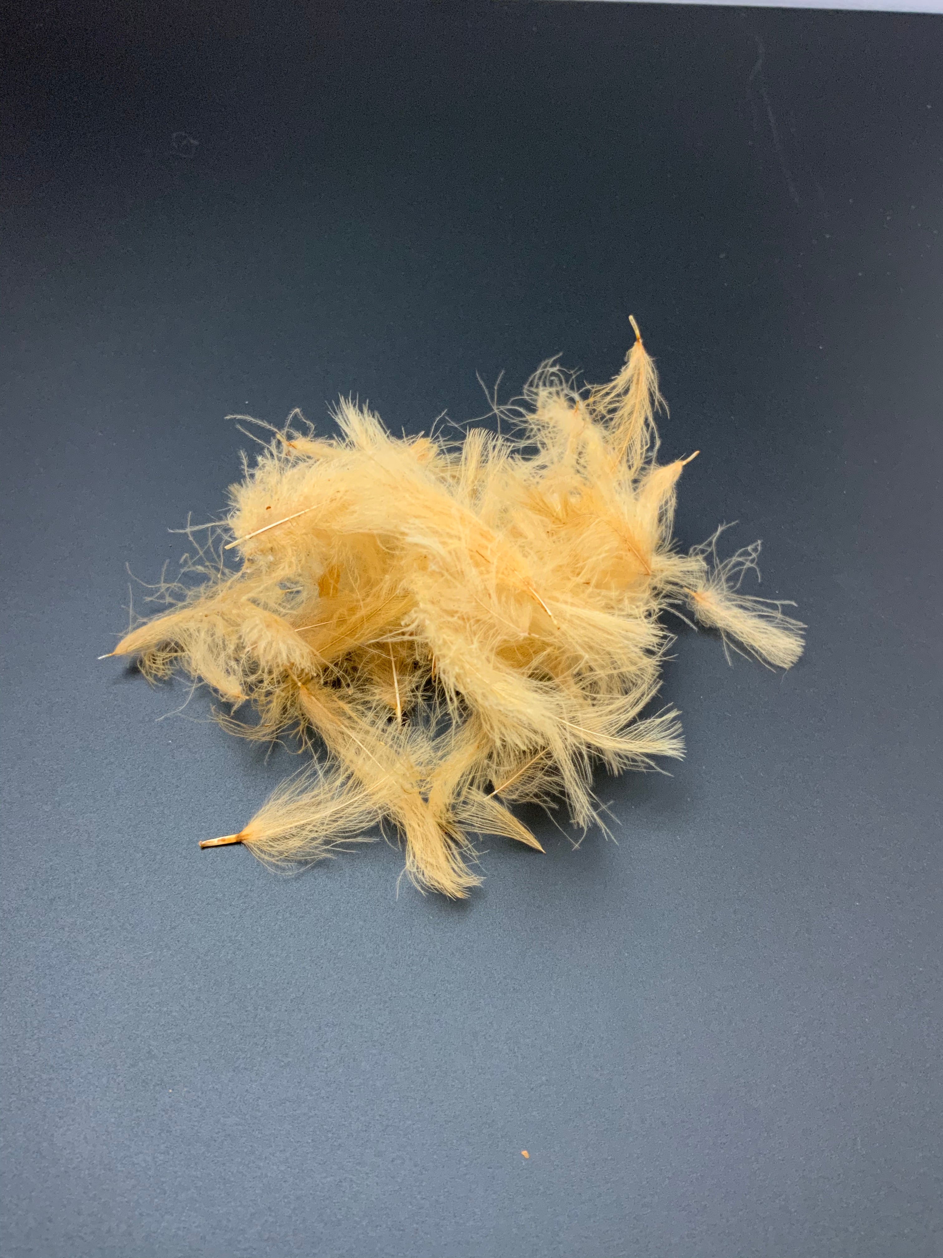 Fly Fish Food “Duck Butt” CDC