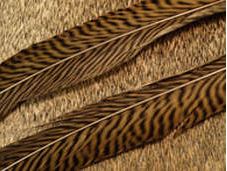 Golden Pheasant Side Tails