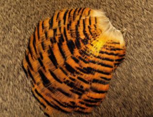 Golden Pheasant Tippet - Full Section