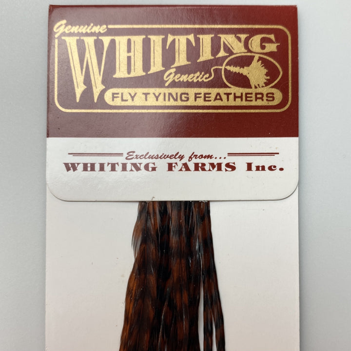 Whiting 100 Pack Dry Fly Hackle  - Grizzly Dyed Coachman Brown - 12