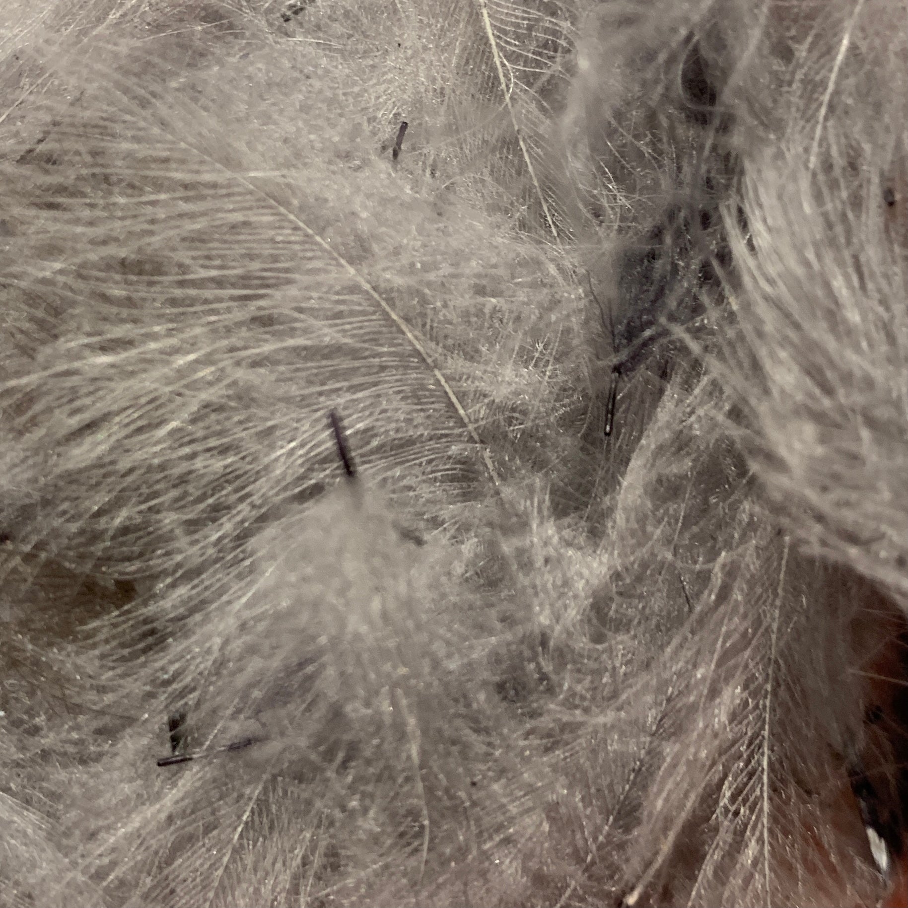 Swiss CDC 100% Natural Dyed Grade