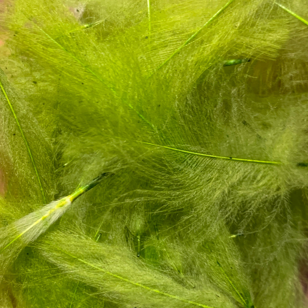 TroutHunter Premium Bulk CDC - Feathers & Marabou - Fly Fish Food