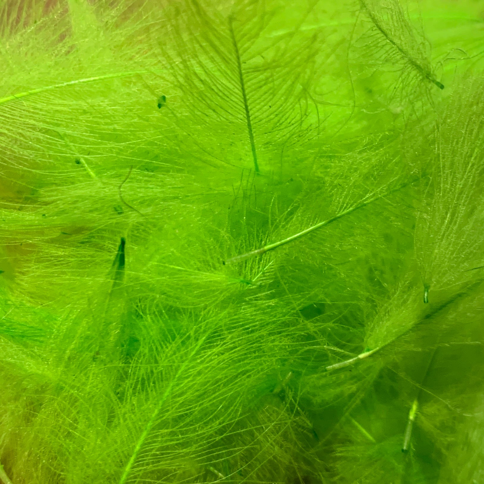 TroutHunter Premium Bulk CDC - Feathers & Marabou - Fly Fish Food