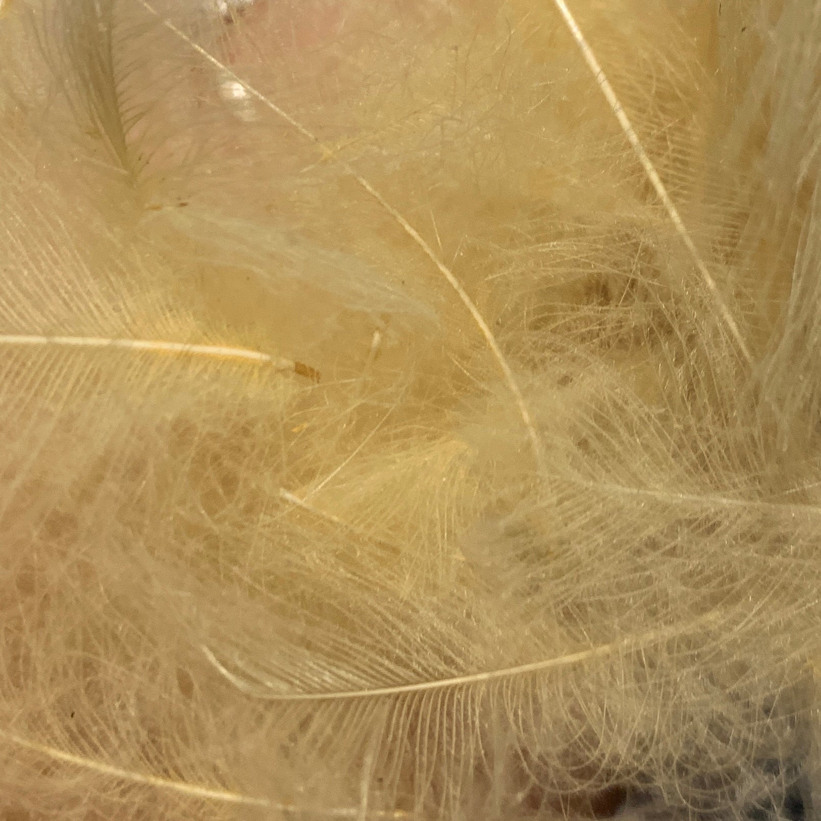 TroutHunter Premium Bulk CDC - Feathers & Marabou - Fly Fish Food