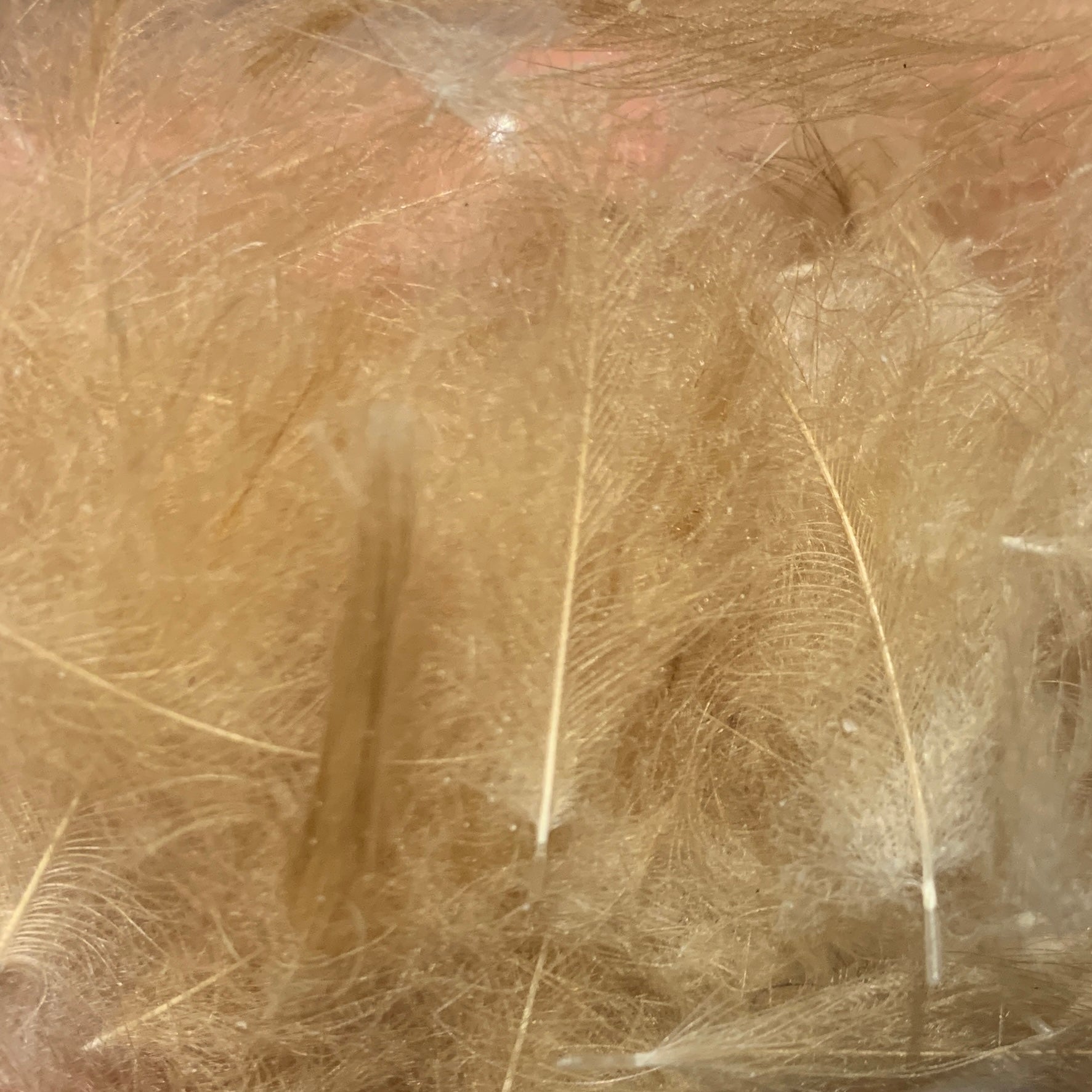 TroutHunter Premium Bulk CDC - Feathers & Marabou - Fly Fish Food