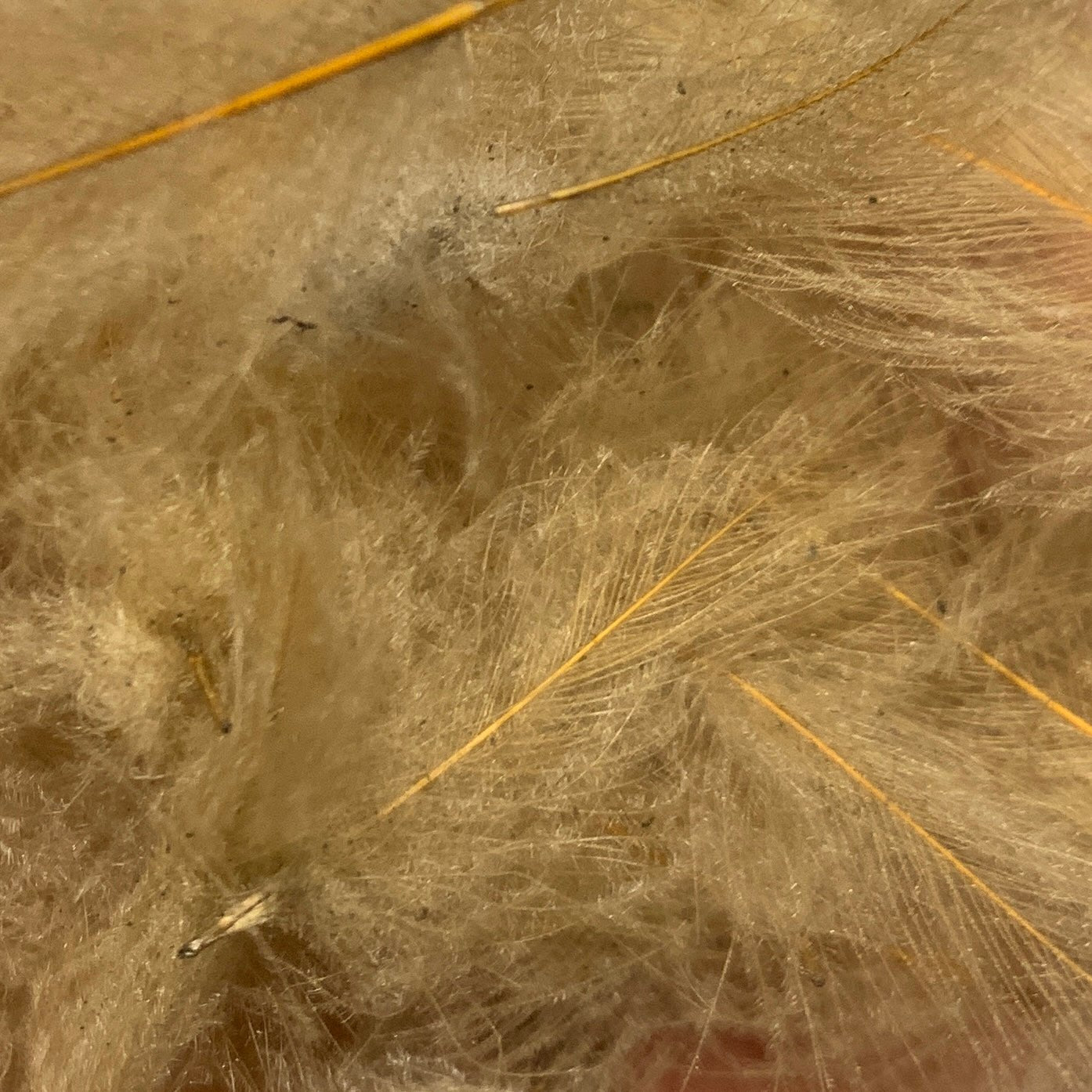 TroutHunter Premium Bulk CDC - Feathers & Marabou - Fly Fish Food