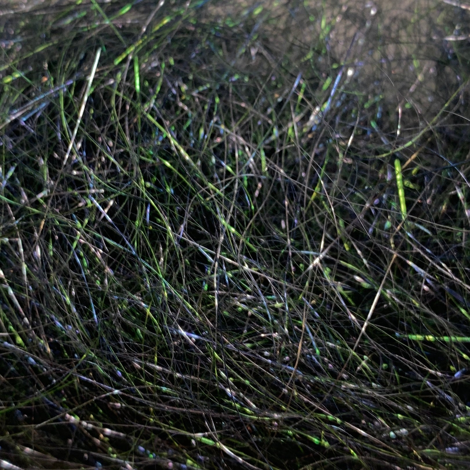 Ice Wing Fiber