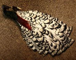 Lady Amherst Pheasant Complete Neck