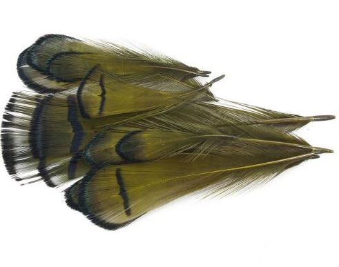 Lady Amherst Tippet Assortment