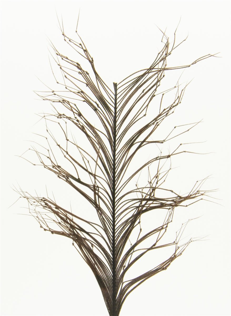 Semperfli Knotted Hopper Legs - Feathers & Marabou - Fly Fish Food