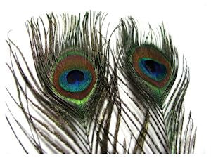 Peacock Eye Sticks