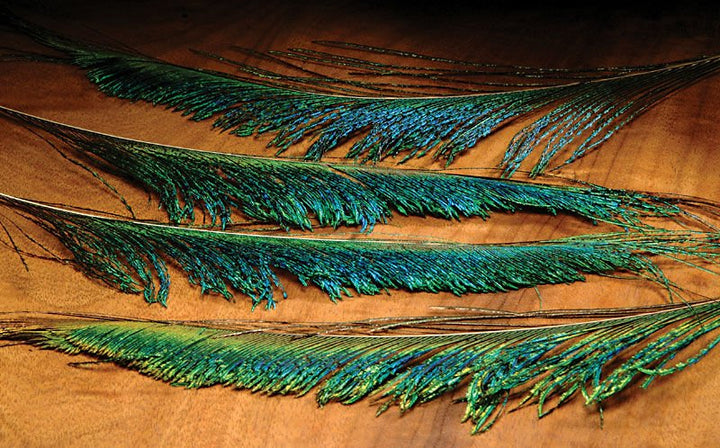 Hareline Peacock Swords - Feathers & Marabou - Fly Fish Food