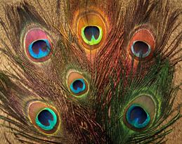 Nature's Spirit Peacock Eye Sticks