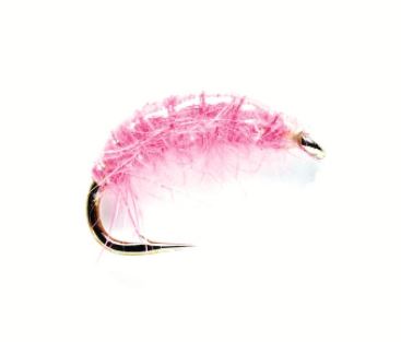 Pink Shrimp