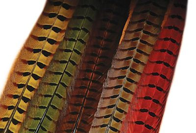 Ringneck Pheasant Tail