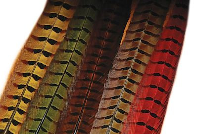Ringneck Pheasant Tail