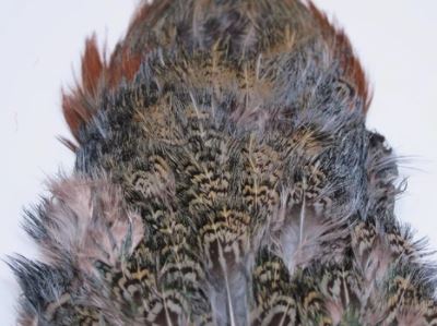 Fish Hunter Ringneck Pheasant Rump Patch