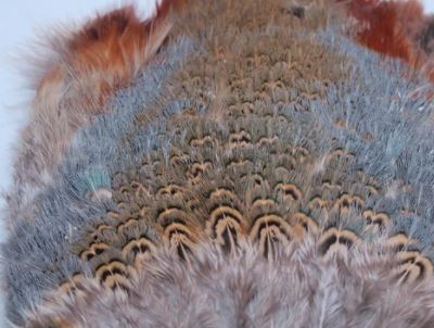 Fish Hunter Ringneck Pheasant Rump Patch
