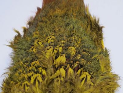 Fish Hunter Ringneck Pheasant Rump Patch