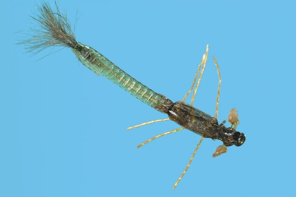 Ultra Damsel Nymph - Olive – Fly Fish Food