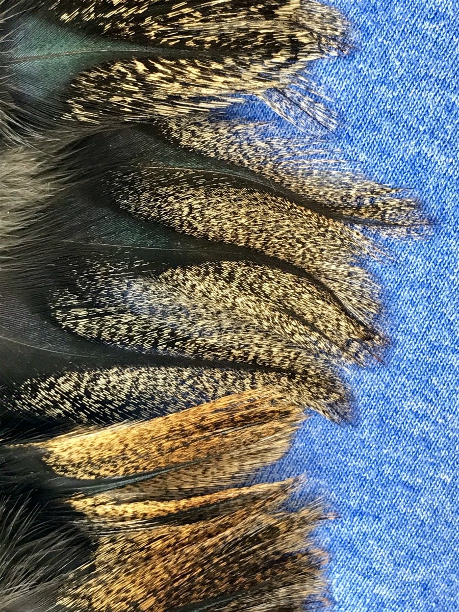 Spanish Coq De Leon - Pardo - Hackle - Fly Fish Food