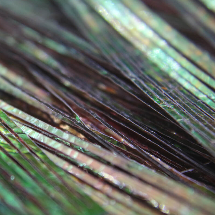 Perdigonmania Iridescent Strips