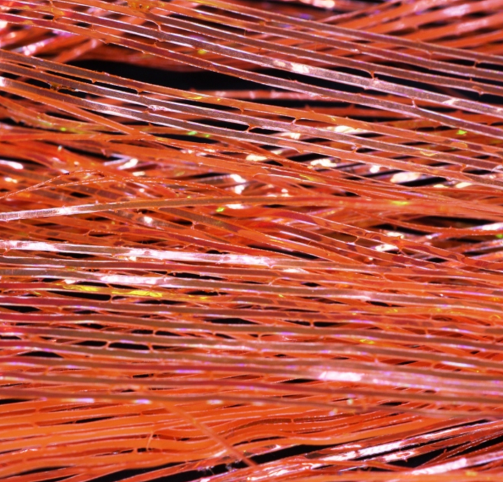 Perdigonmania PPB Strips