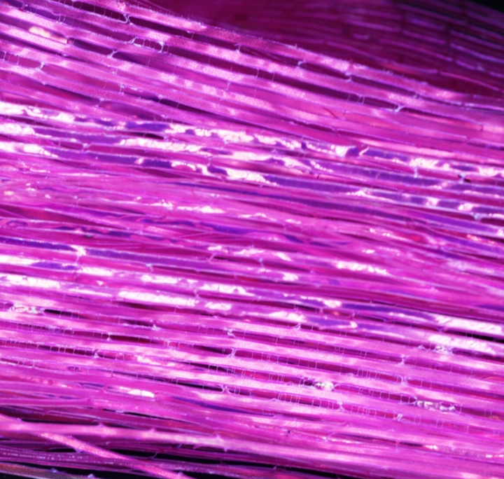 Perdigonmania PPB Strips