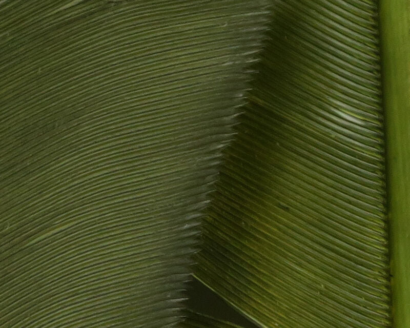 Turkey Biot Quills
