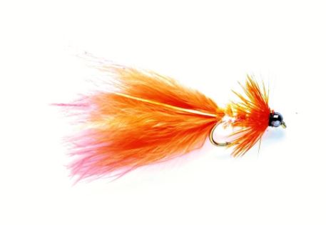Terry's Taddy Coral