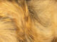 Brown Barred Magnum Rabbit Strips