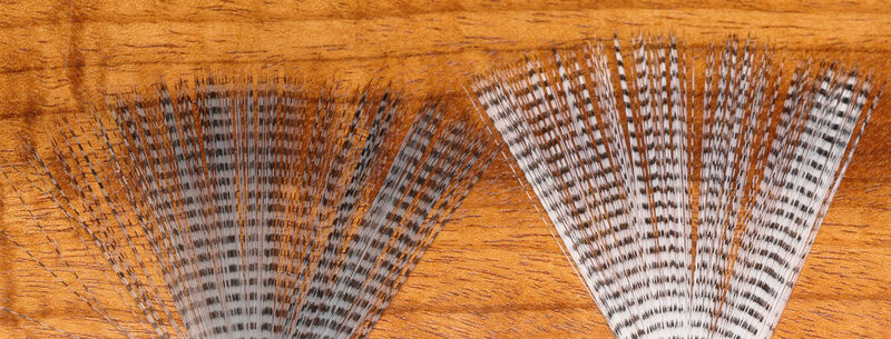 Barred Mayfly Tails