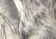 Crosscut Rabbit Strips