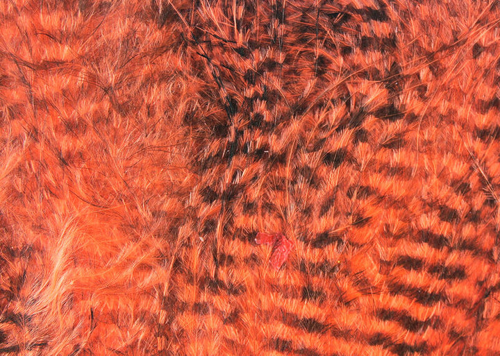 Fine Black Barred Marabou