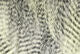 Fine Black Barred Marabou
