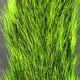 Squirrel Tails