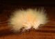 Hareline Marabou Blood Quills