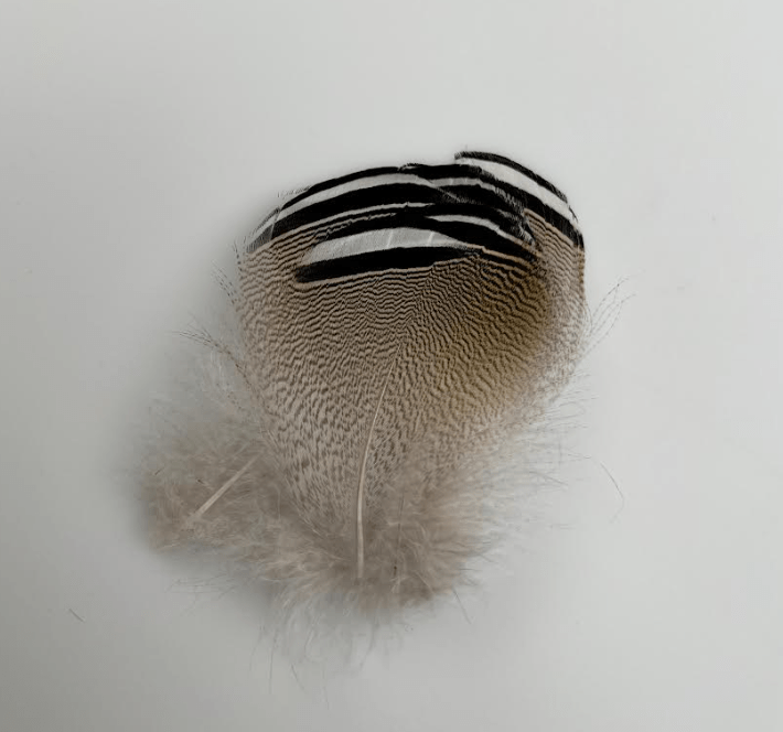 Select Barred Wood Duck - 6 Pairs - Feathers & Marabou - Fly Fish Food