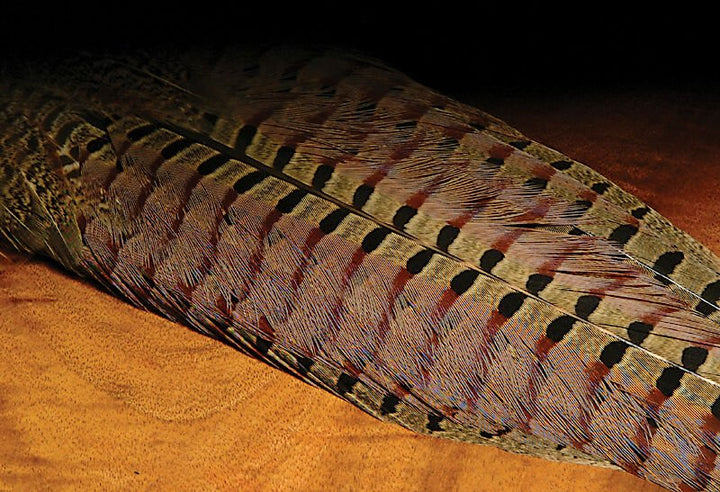 Ringneck Pheasant Complete Tail Clump - Feathers & Marabou - Fly Fish Food