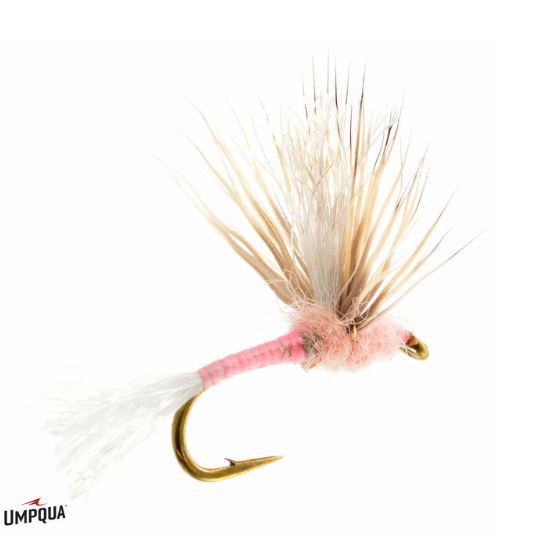 Improved Sparkle Dun Pink Lady