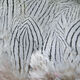 Silver Pheasant Body Feathers
