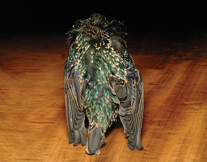 Hareline Starling Skin